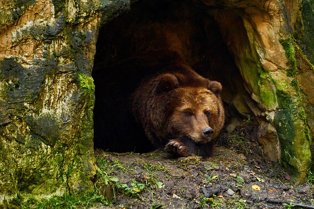 A Bear Emerges From Hibernation Bull Market Winding Down