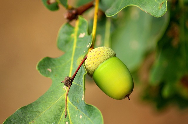 Betterment Vs Acorns Better Returns