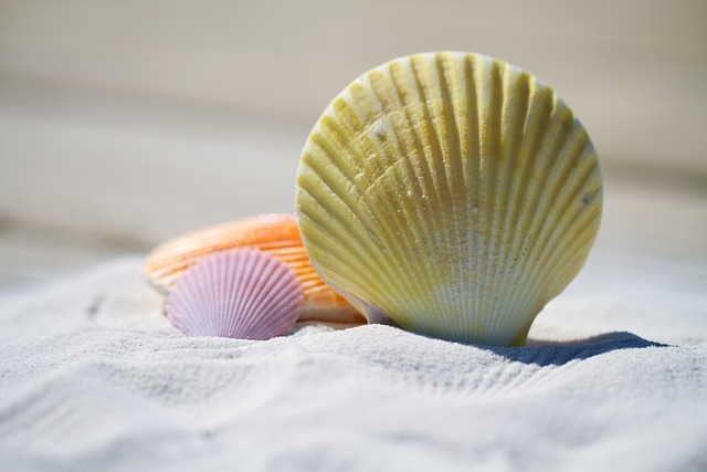 Www Shell Us Getrewards Apply